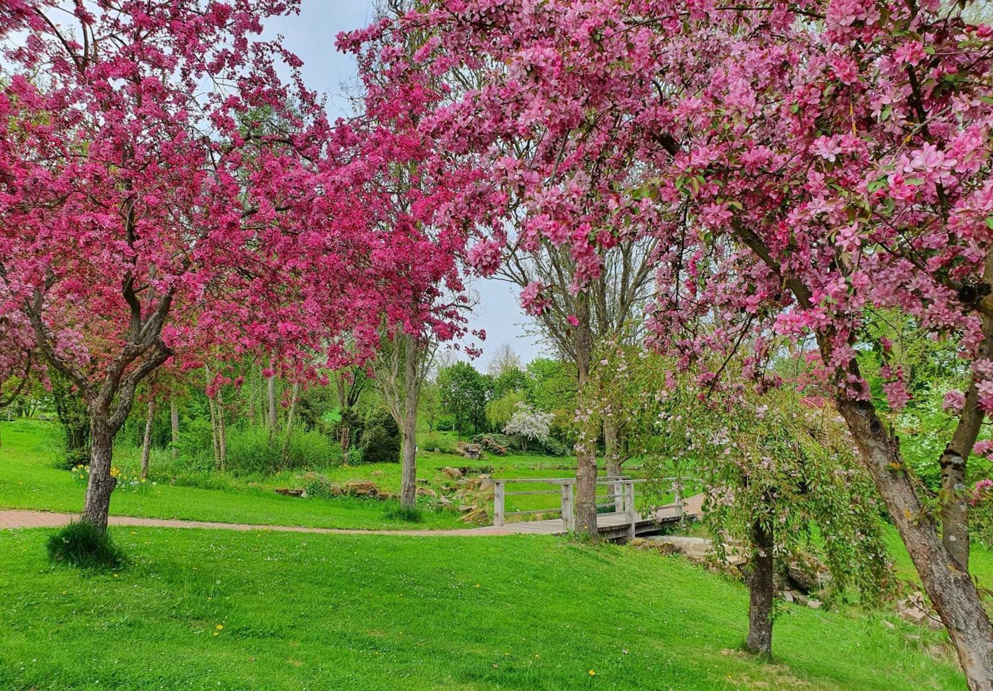 Kleinod Am Kurpark Bad Zwesten Exterior foto